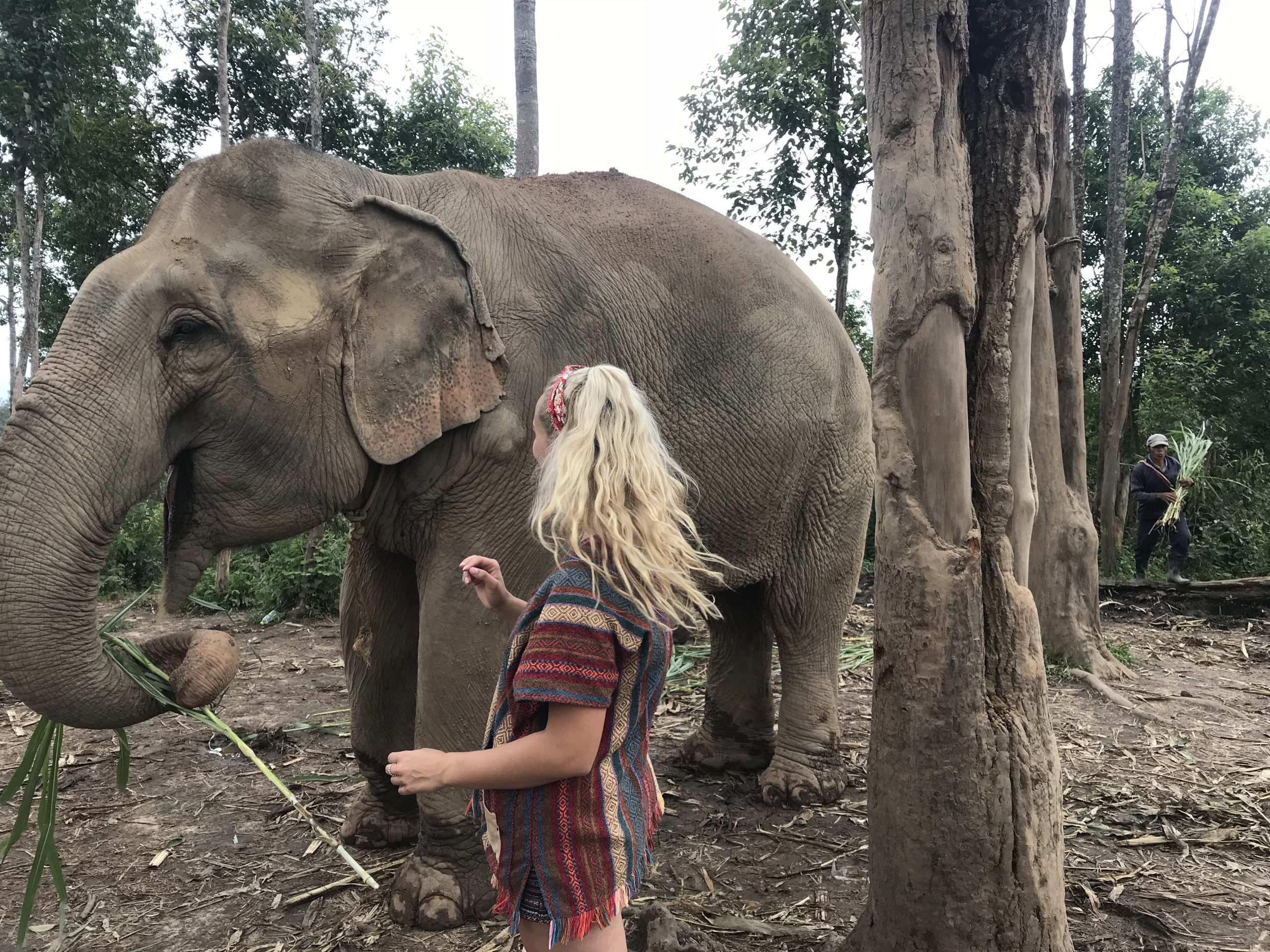 Read more about the article Elephant sanctuaries in Thailand